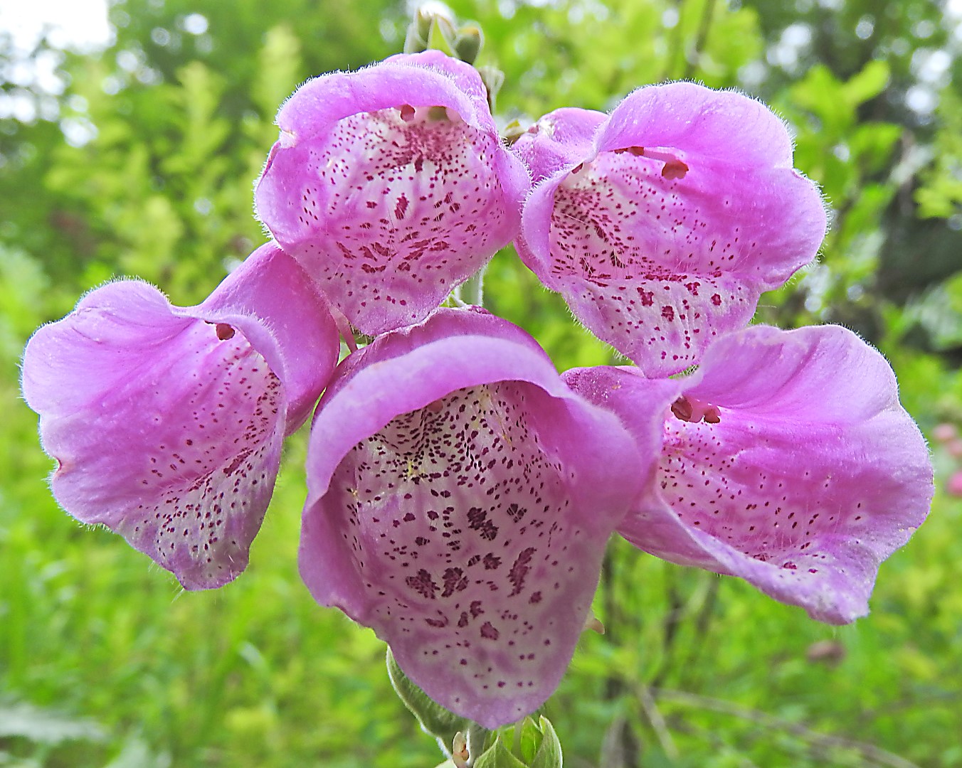 close up of pink flowers