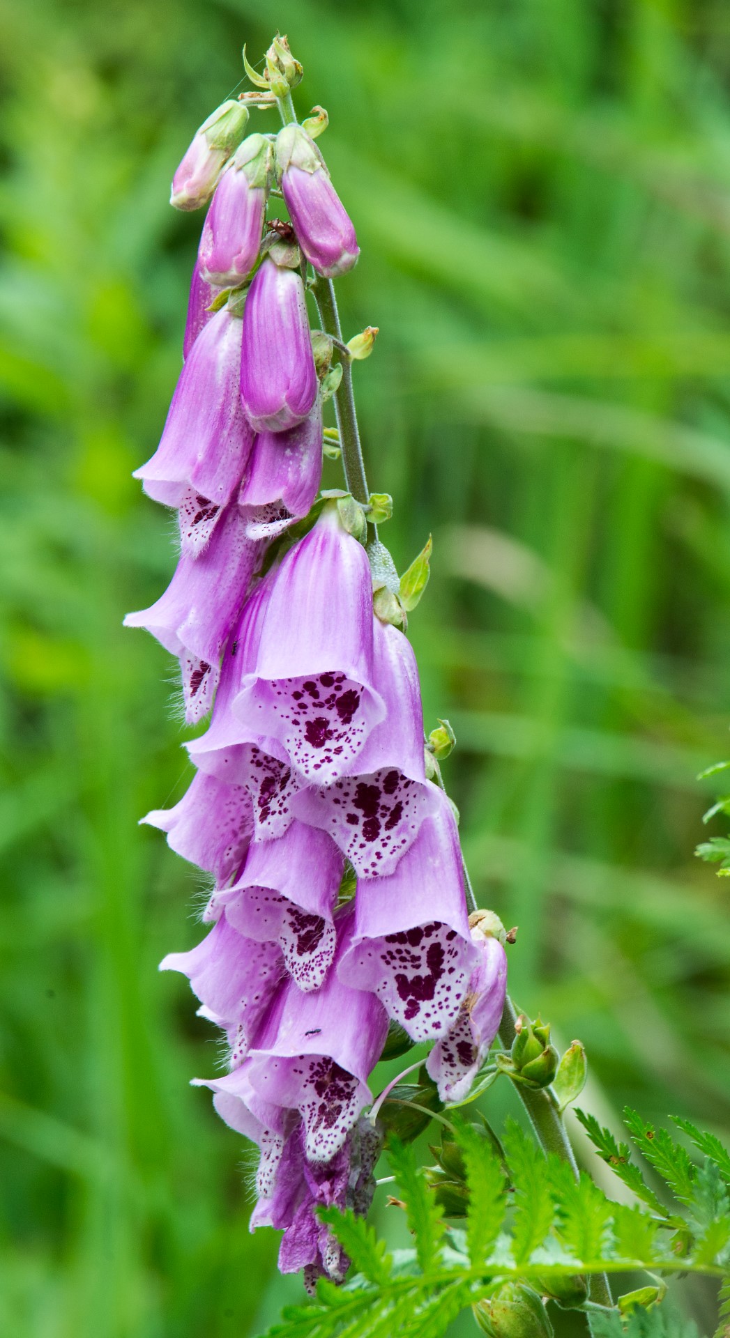 pink bell shaped flowers