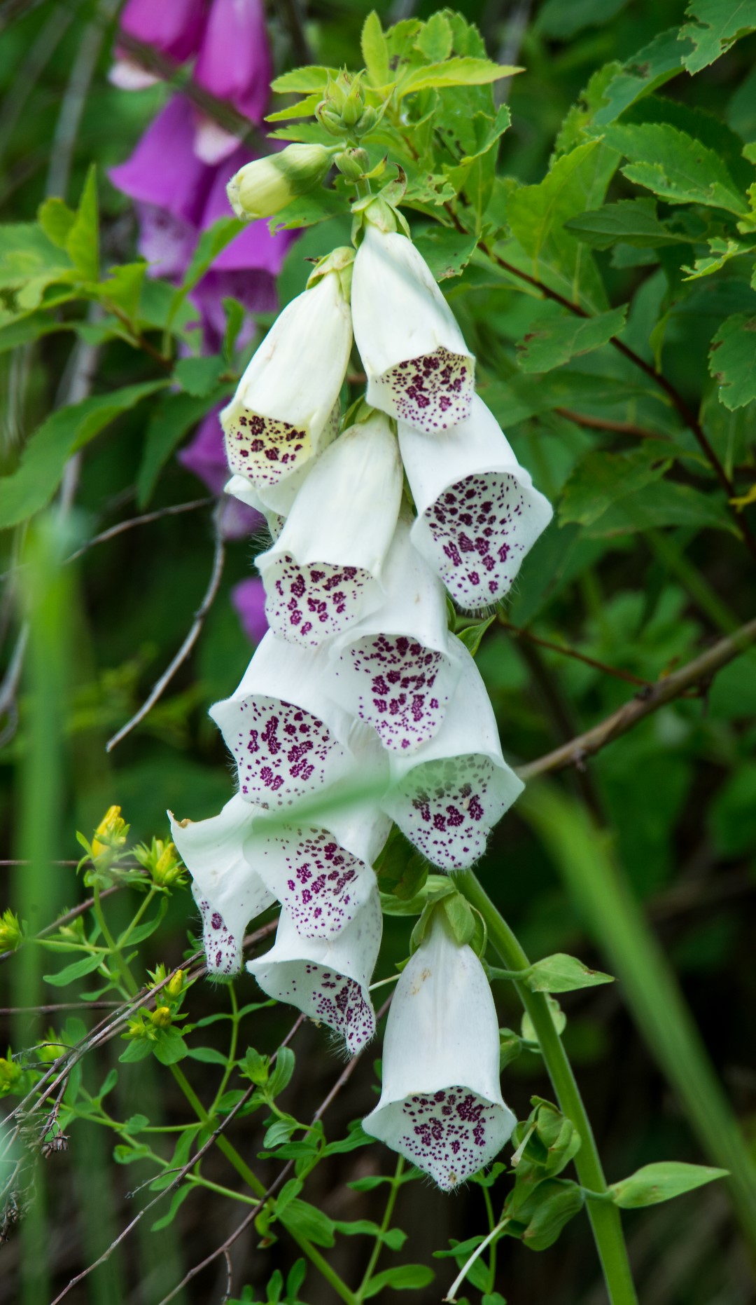 white bell shaped flowers