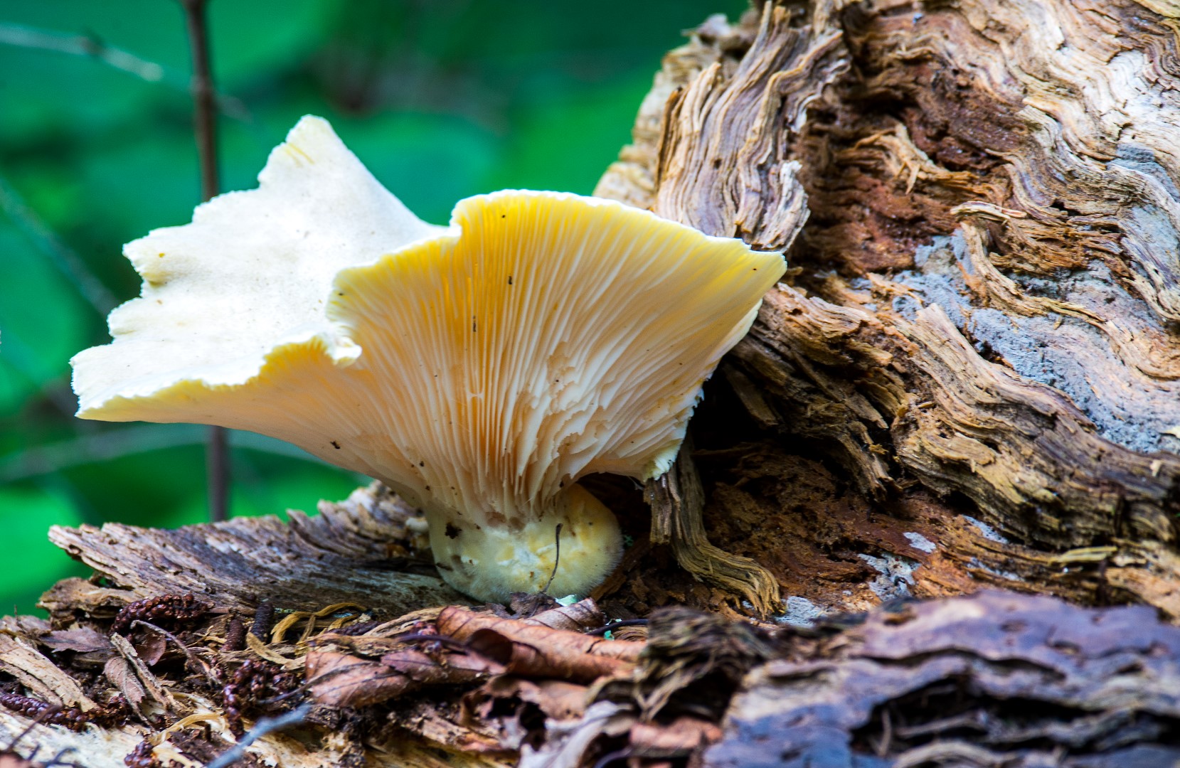 large tree fungus