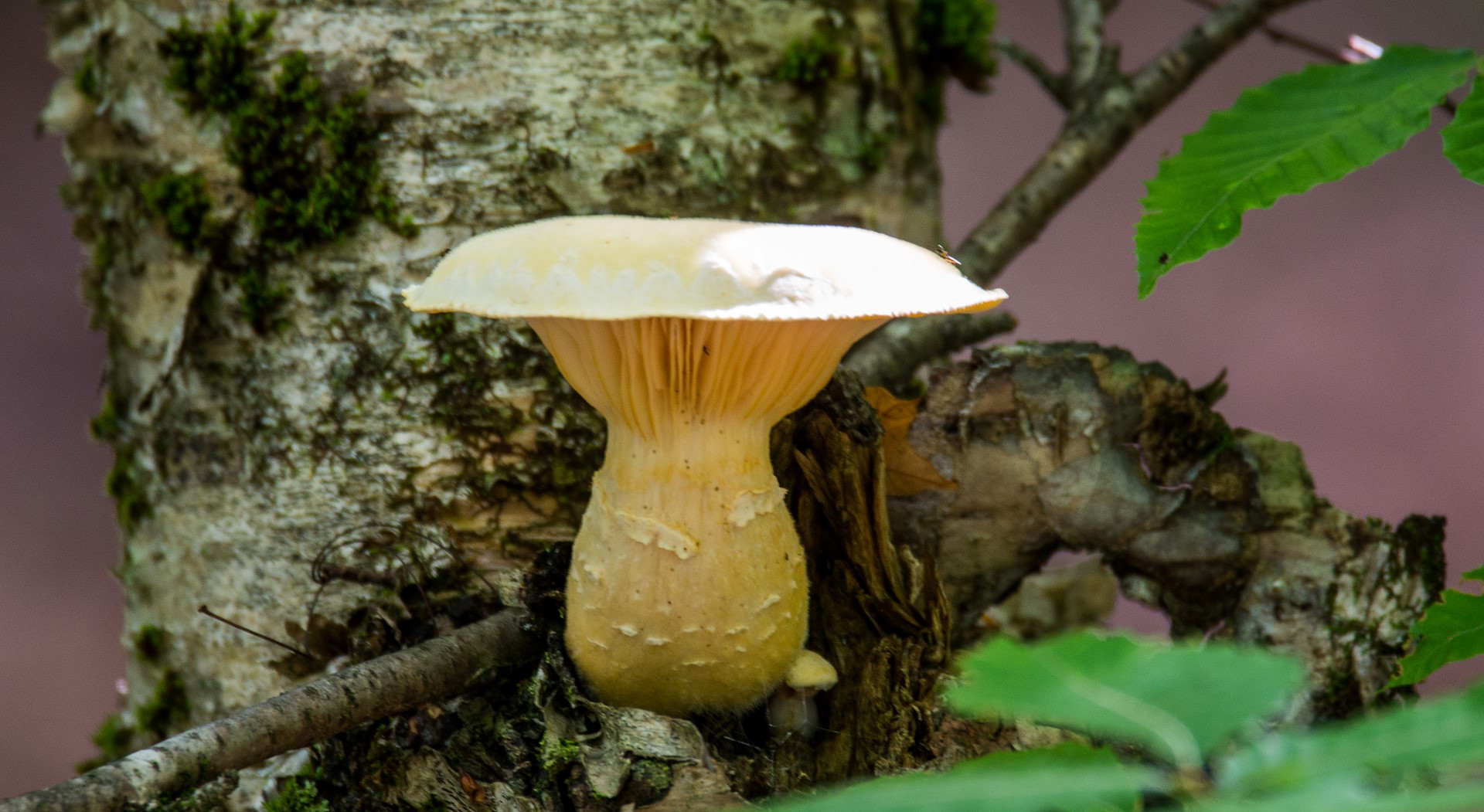 toadstool in the forest