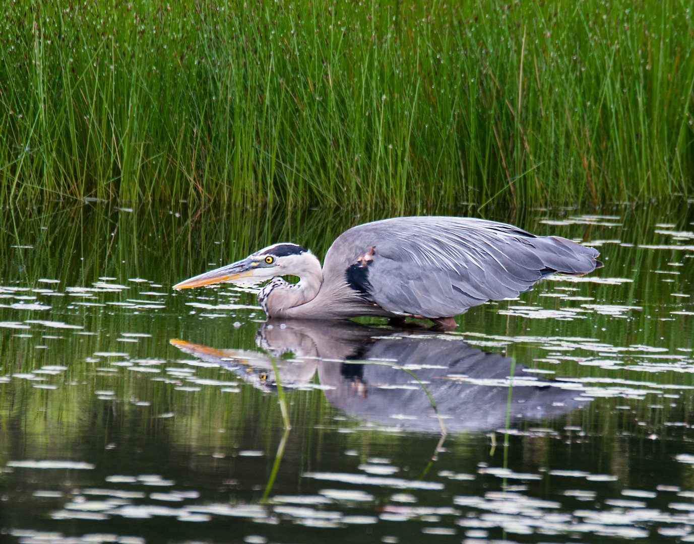great blue heron hunting for fish