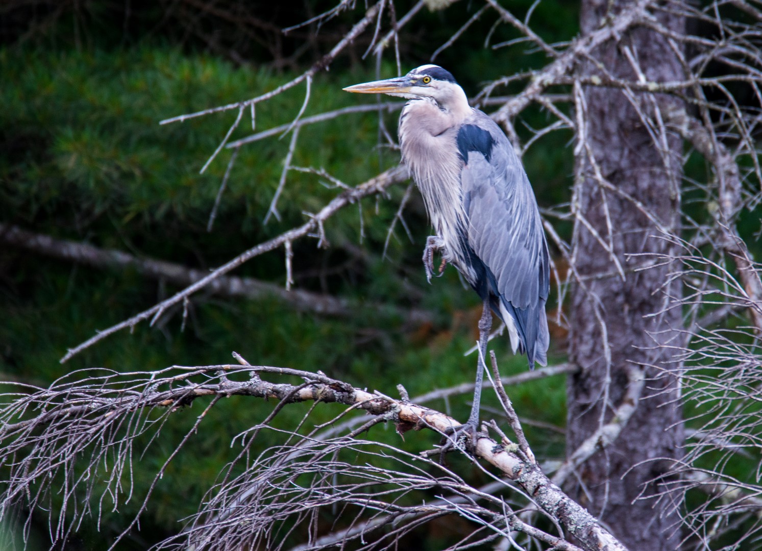 great blue heron on a branch