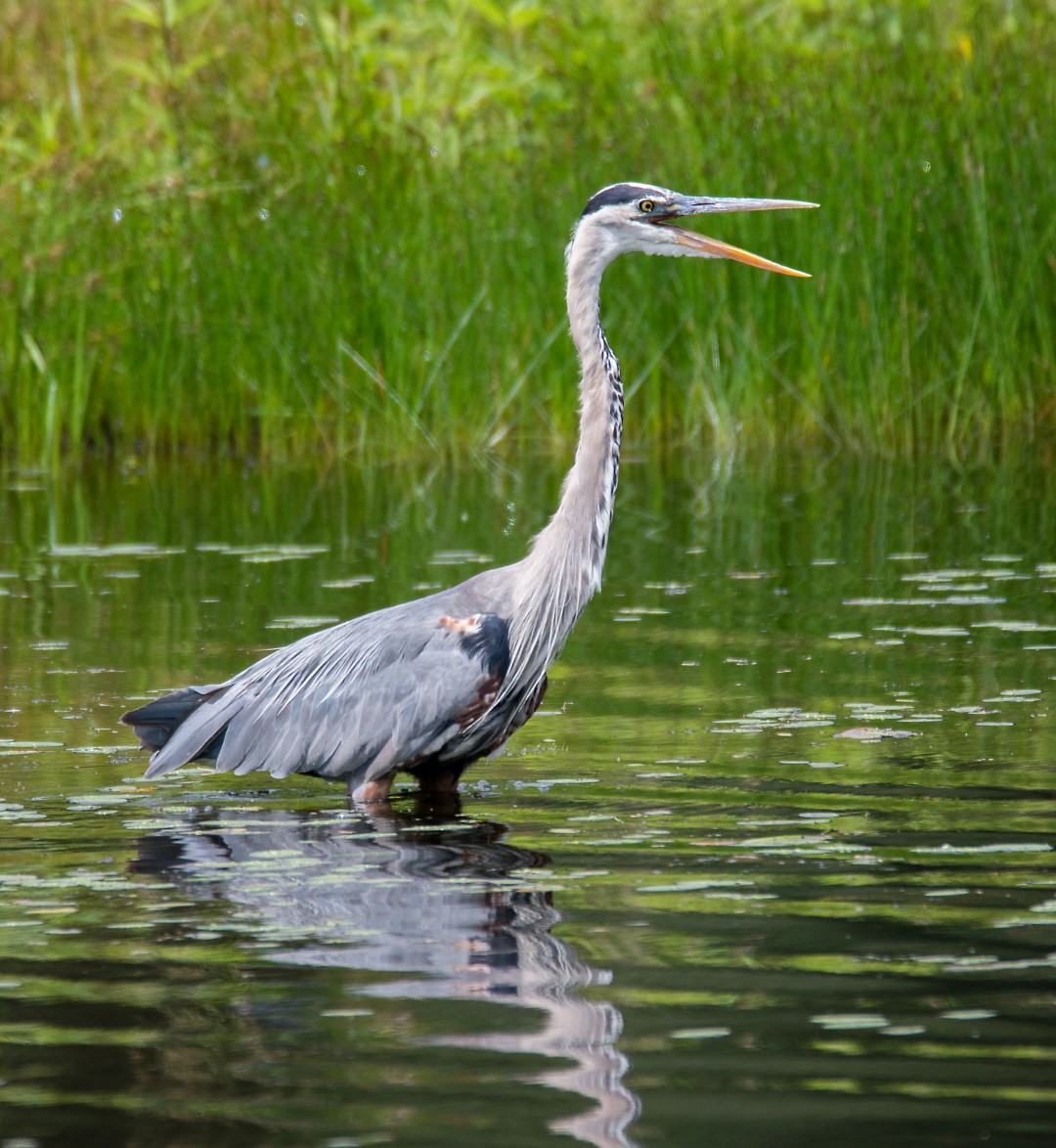 Great blue haron calls out