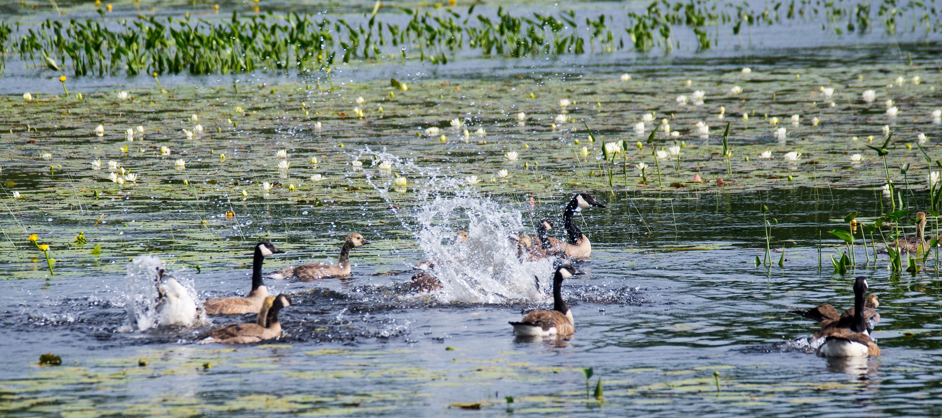 geese splashing