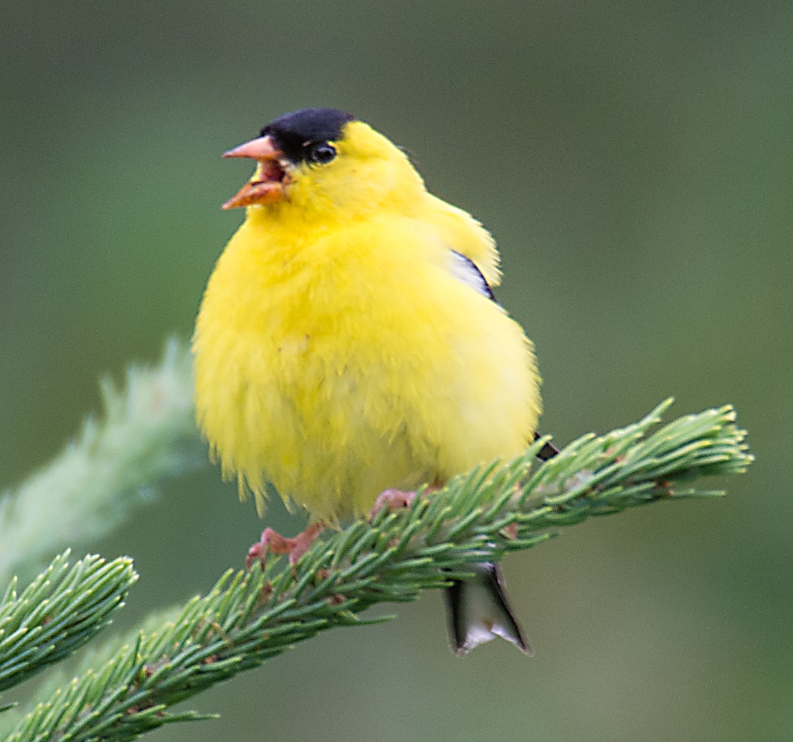 fat goldfinch chirping