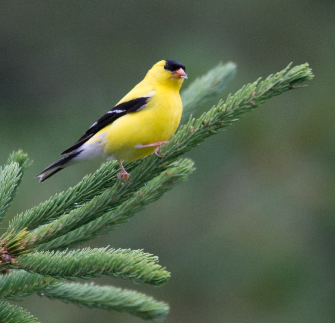 goldfinch on evergreen branch