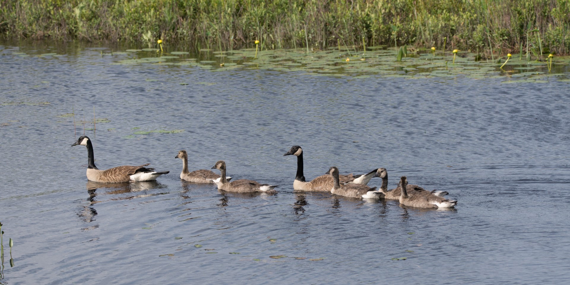 Geese on parade