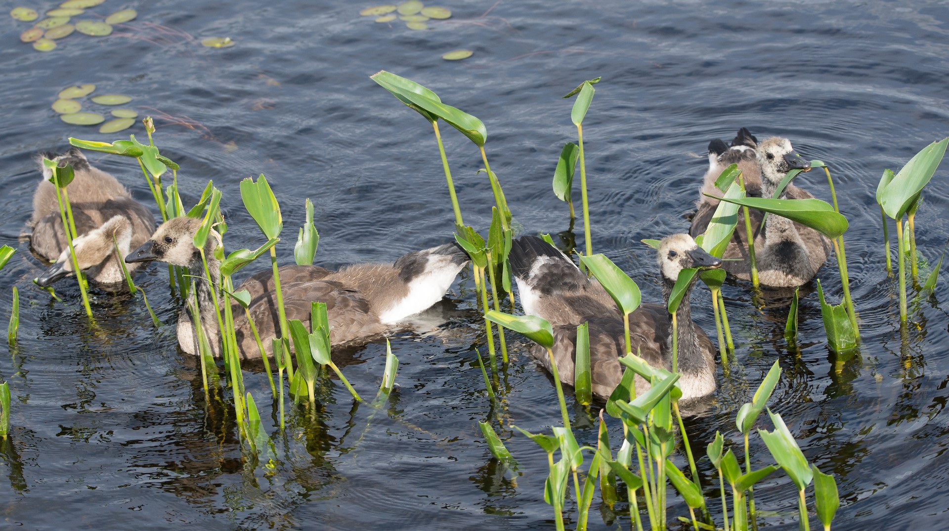 goslings eating water plants