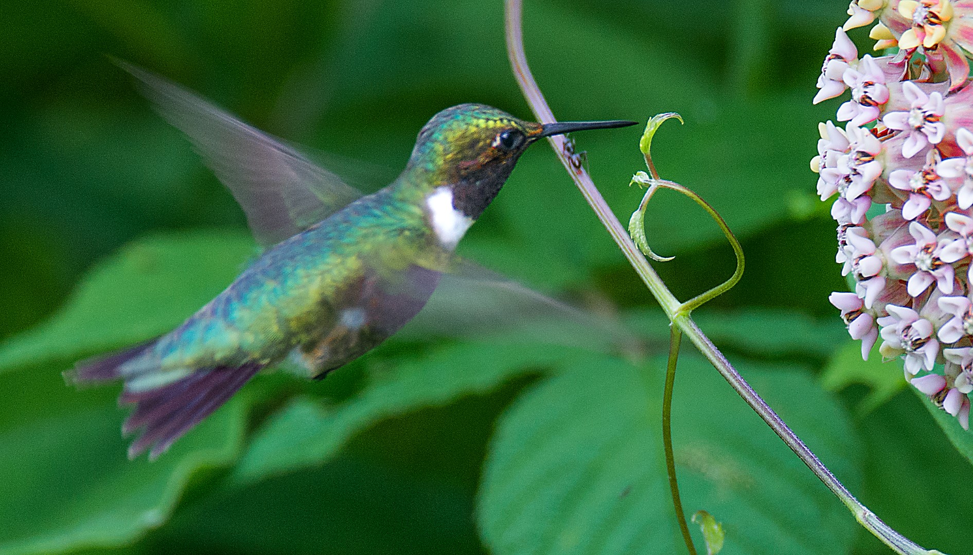 HUMMINGBIRD ON MILKWEED
