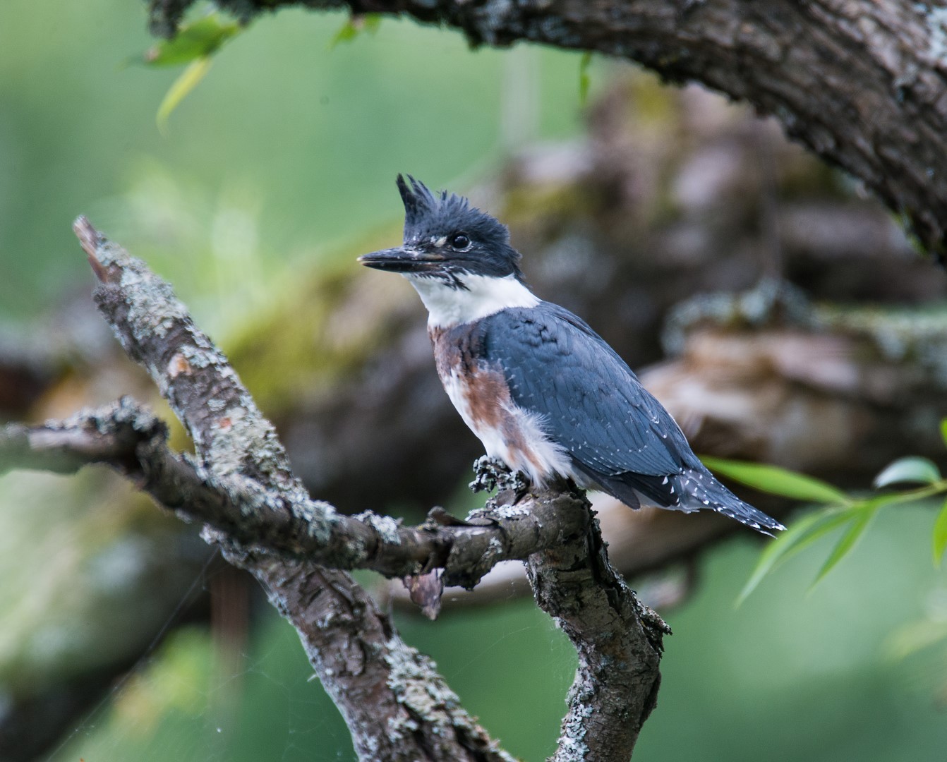 kingfisher on a branch