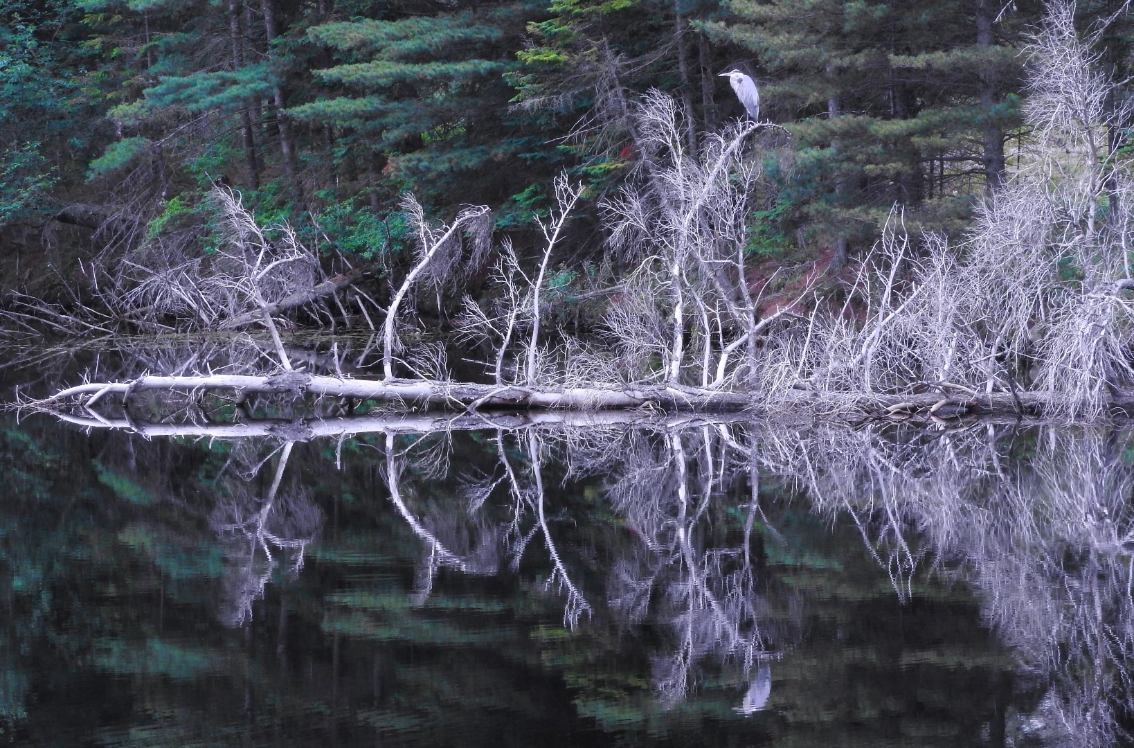 great blue heron on pond
