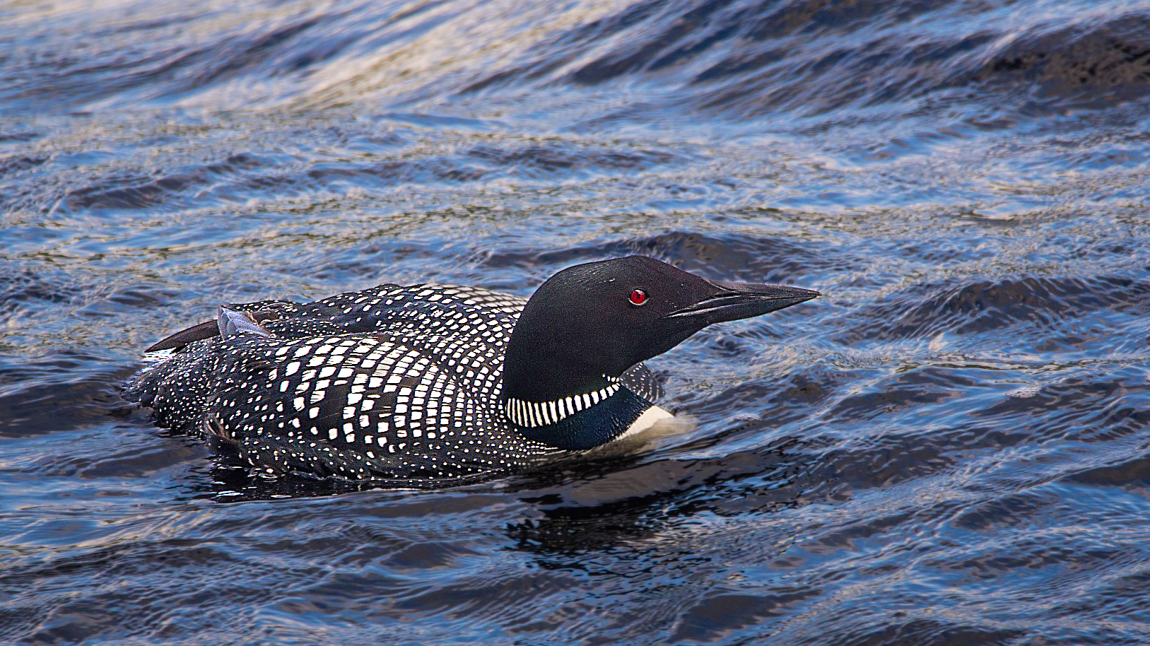 Adirondack Loon