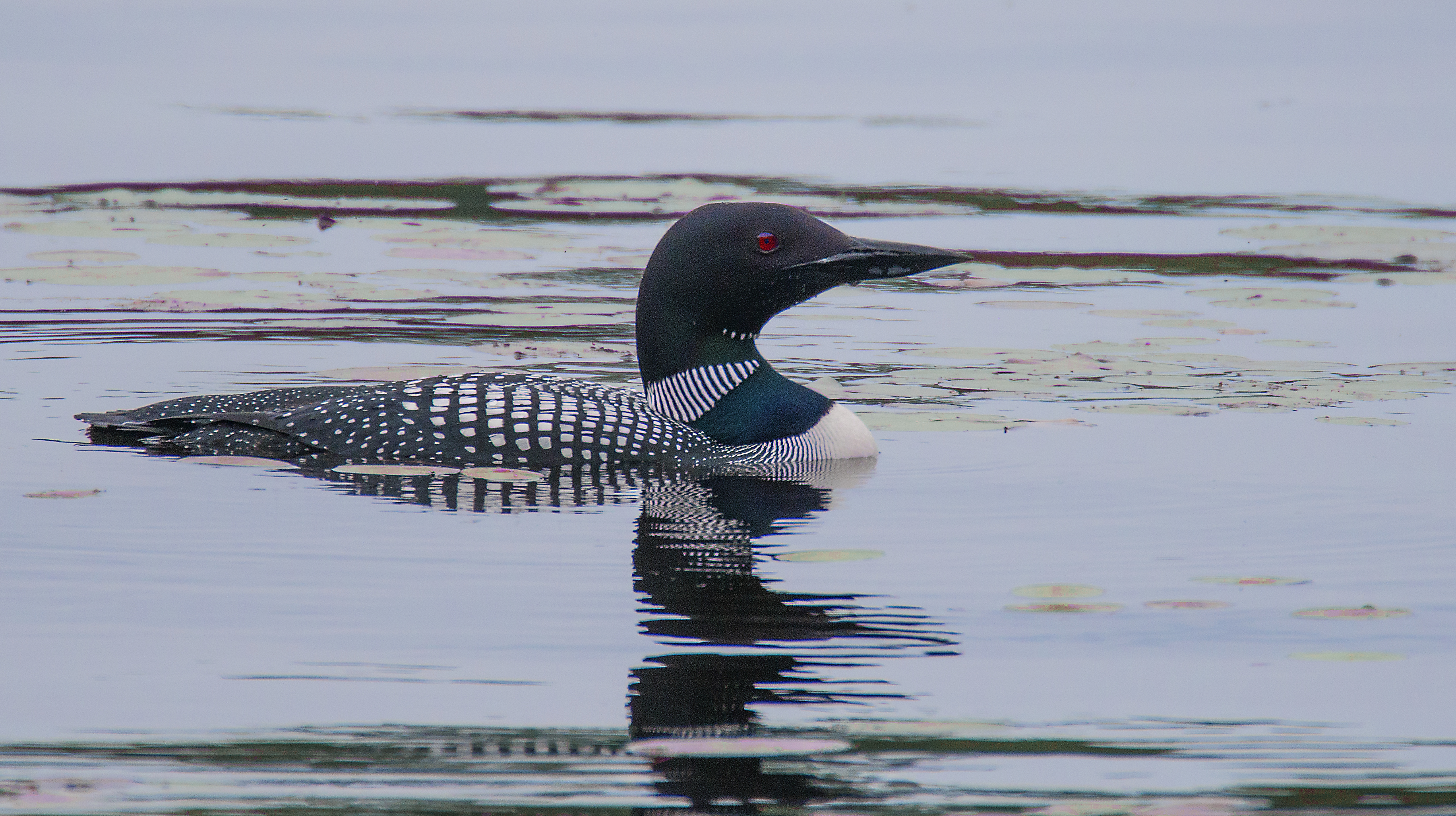 loon on fishing creek