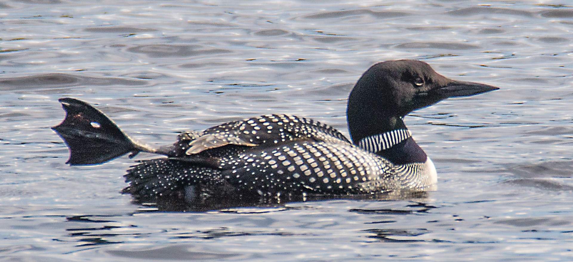 loon preening