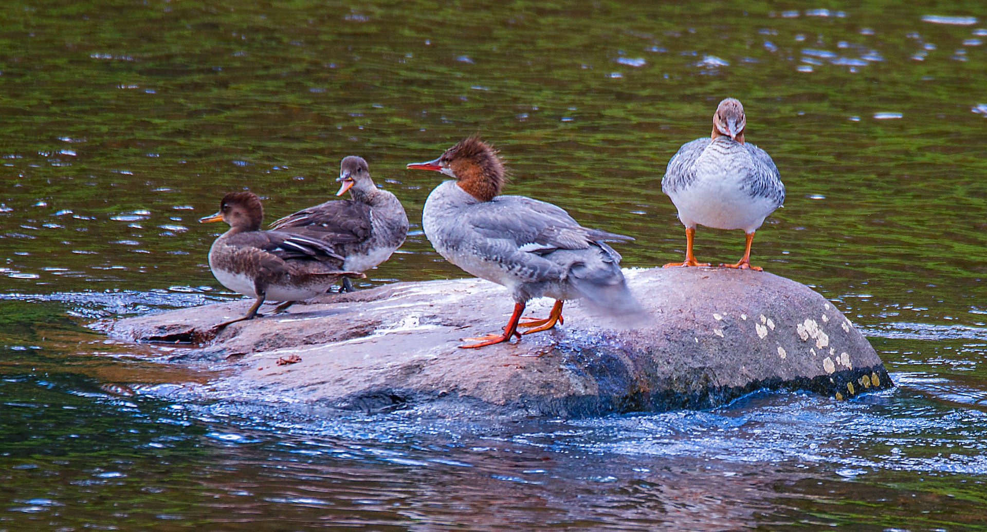 common mergansers on a rock