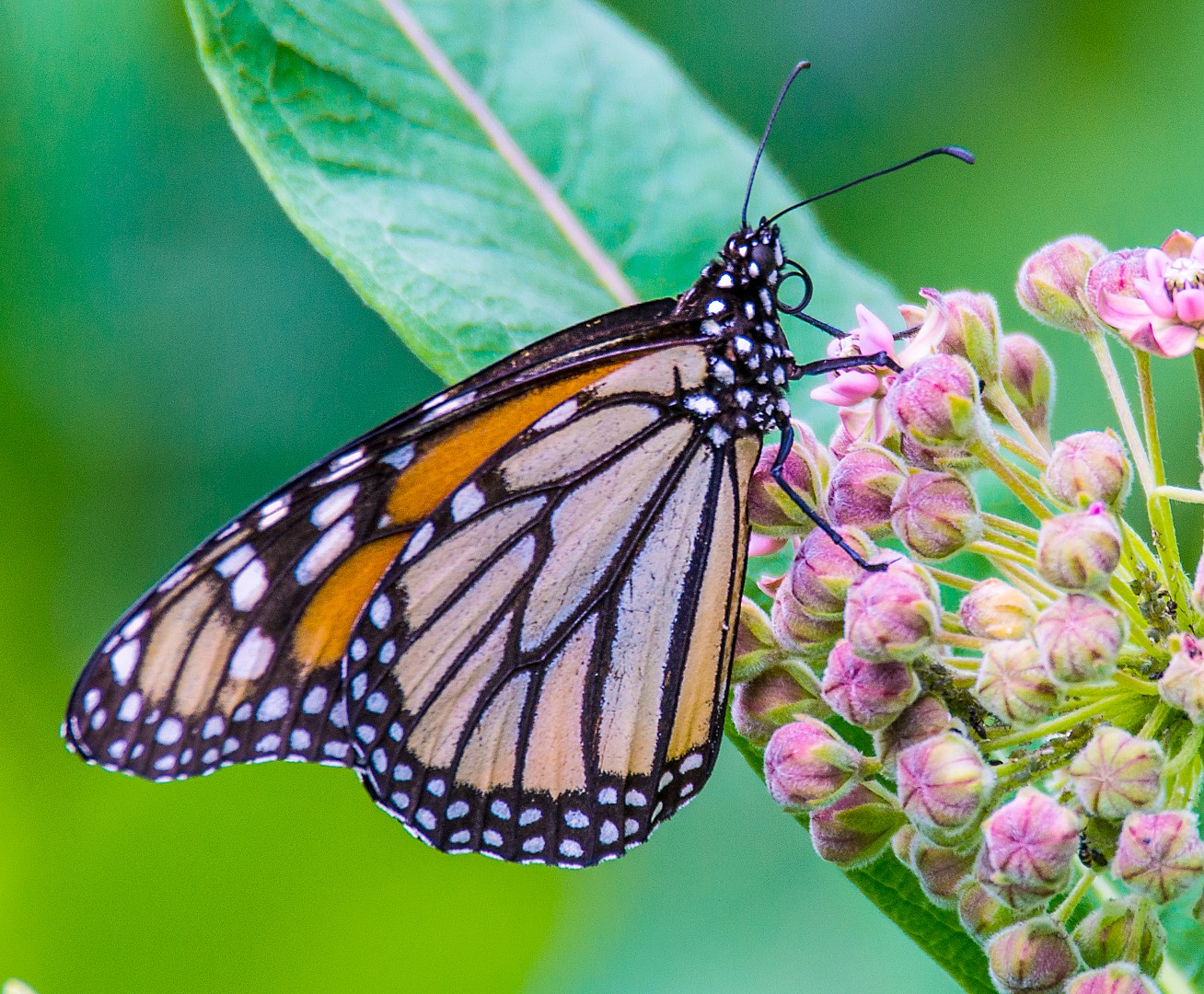 monarch butterfly on milkweed