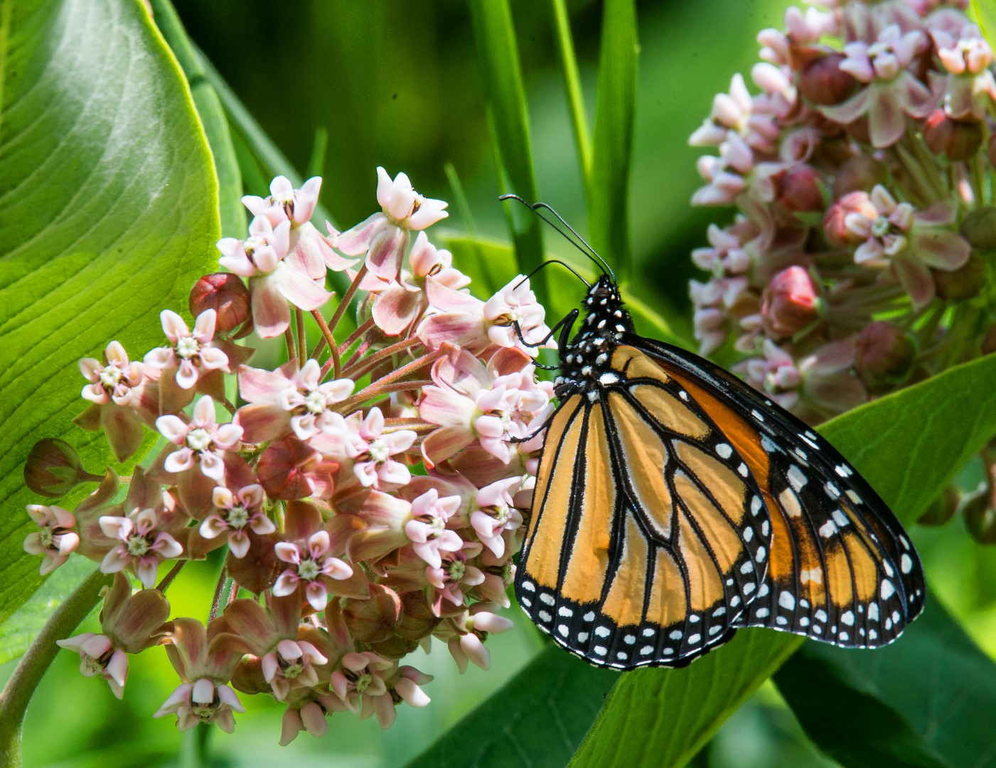 monarch on milkweed