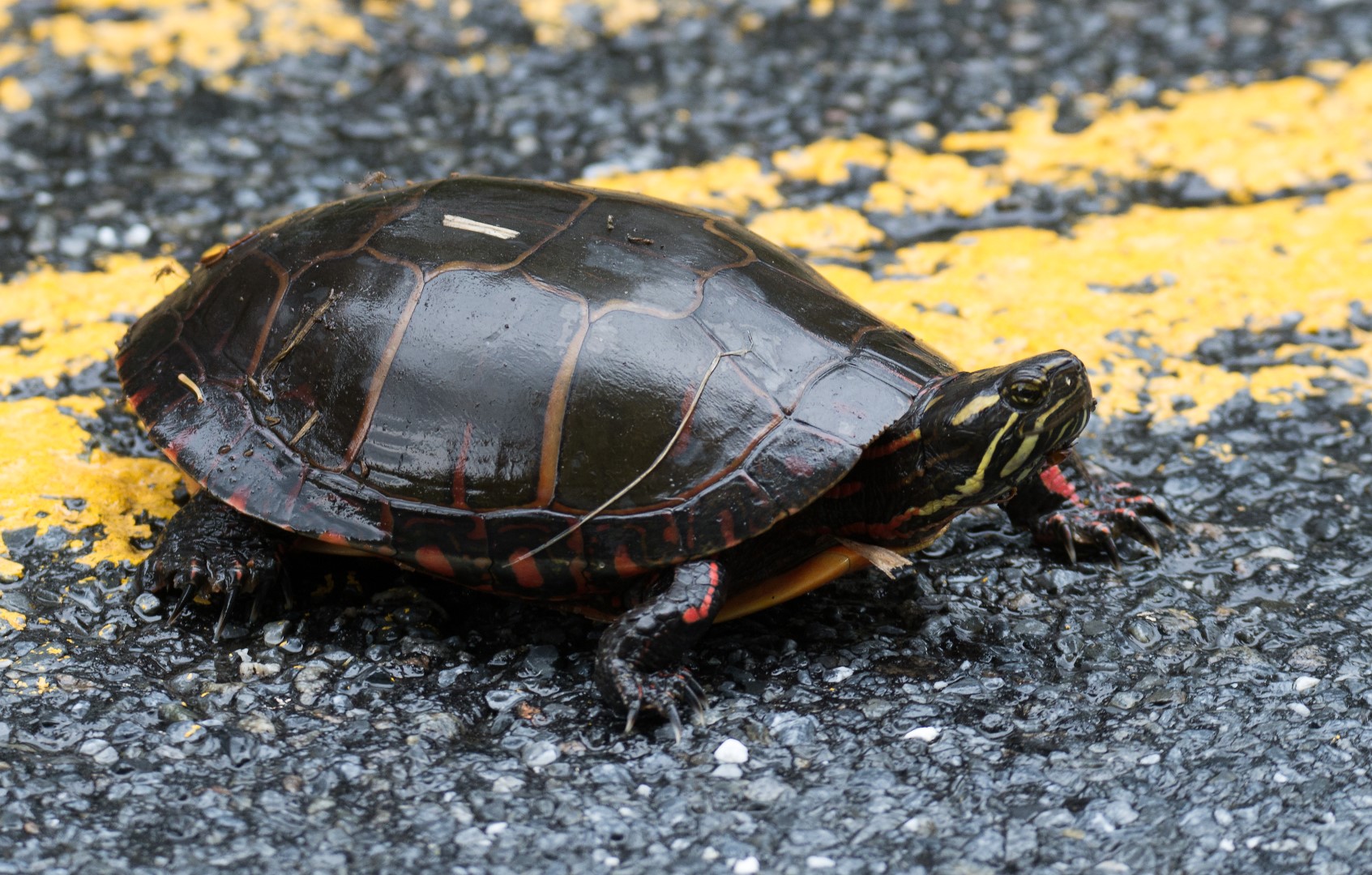 turtle crossing road