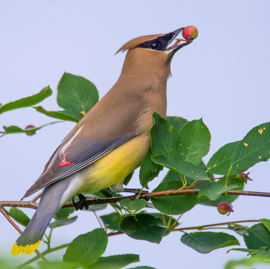 Adirondack bird Cedar Waxwing eating a berry