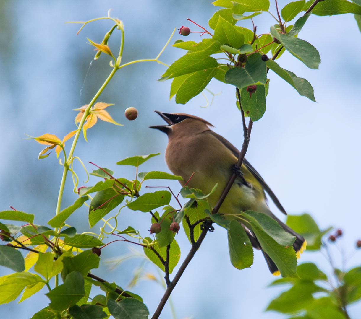 cedar waxwing and berry