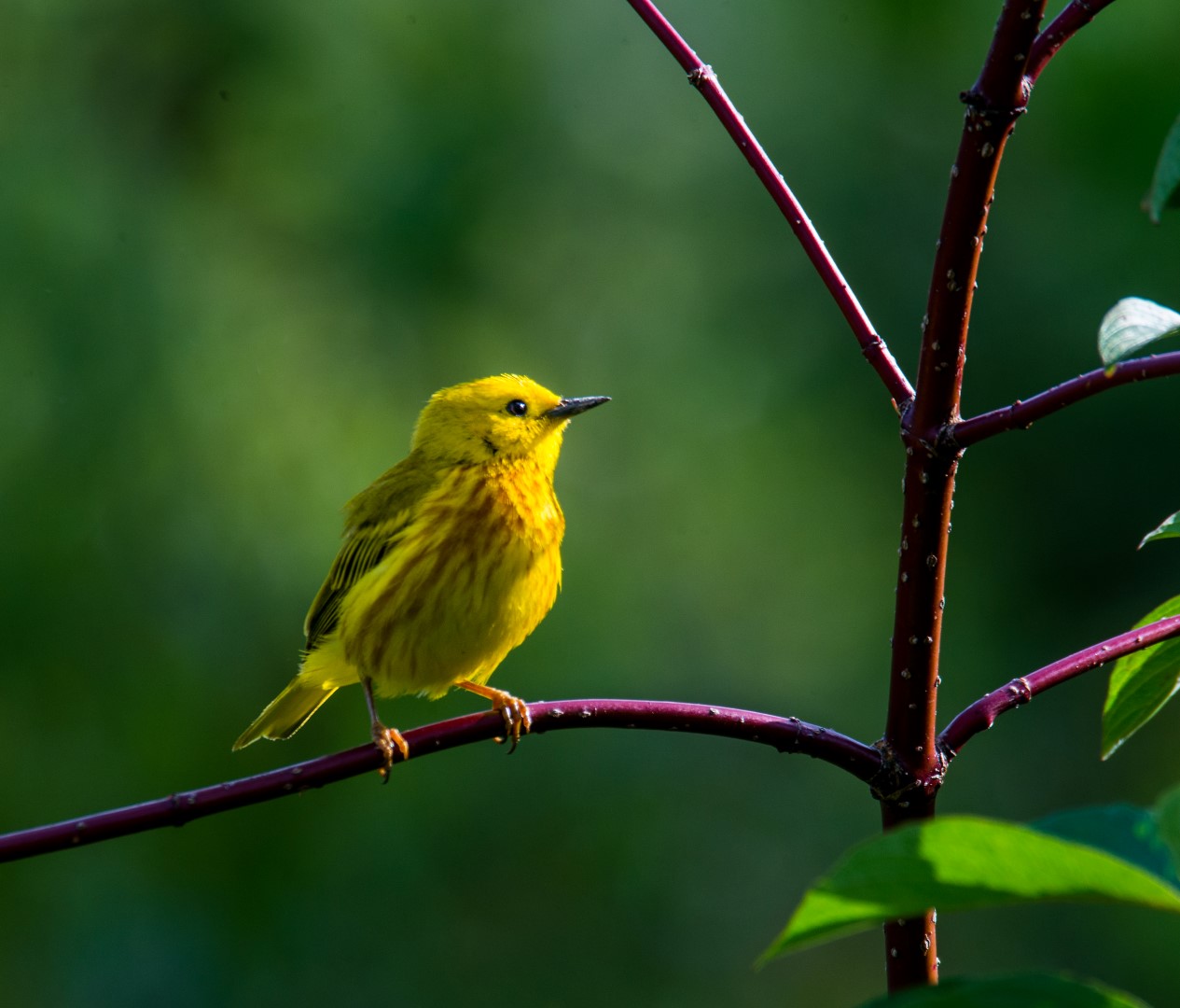 yellow warbler