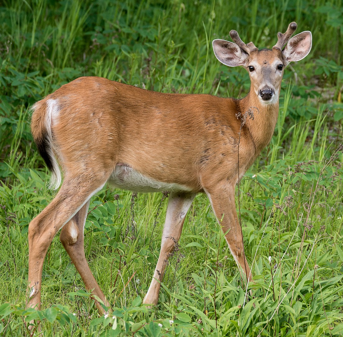 young buck along the road