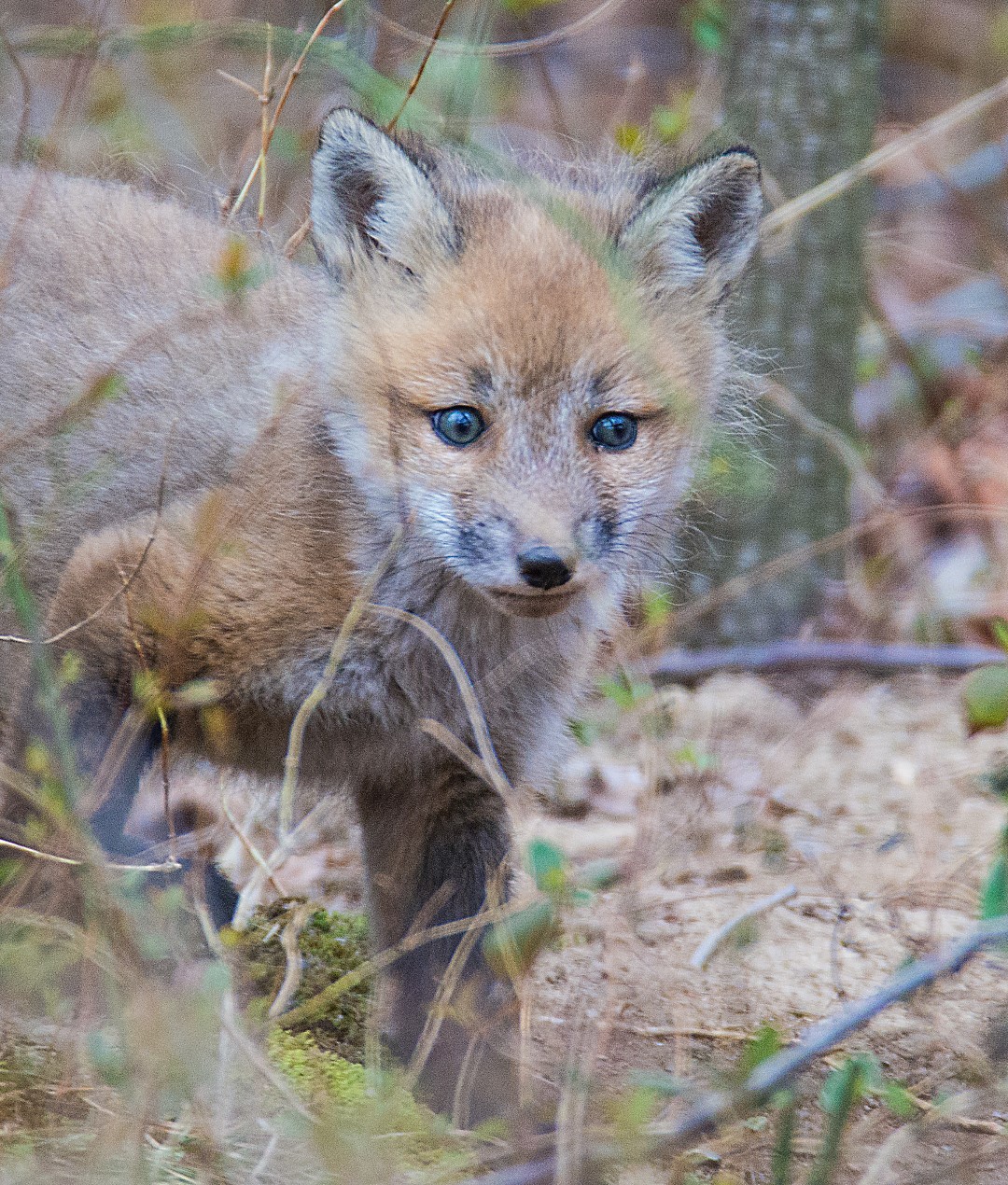 fox cub