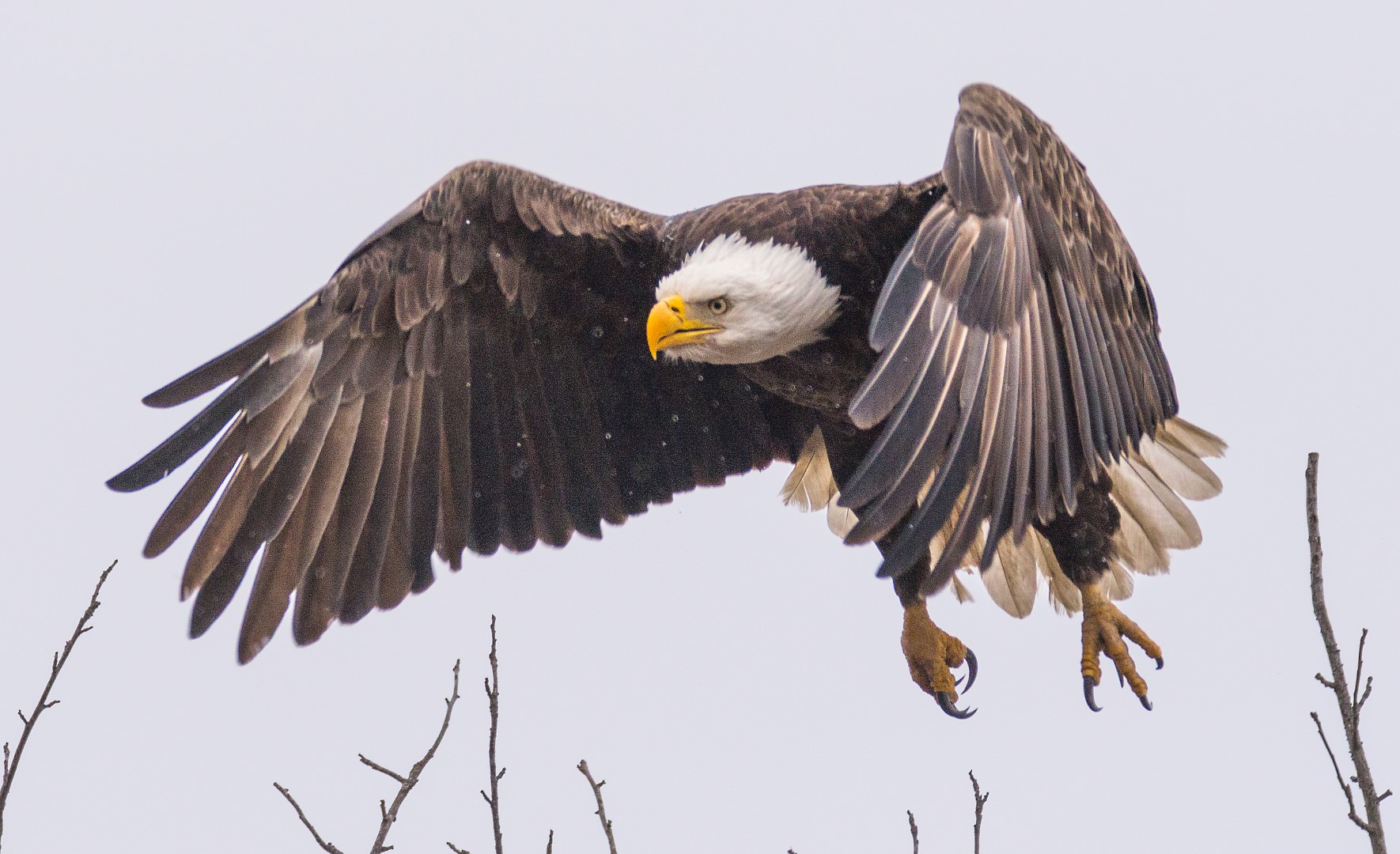 eagle flight