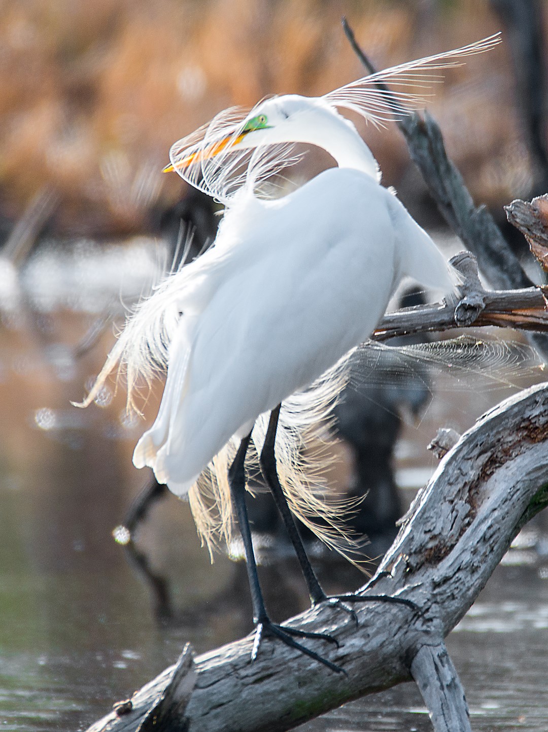 white egret