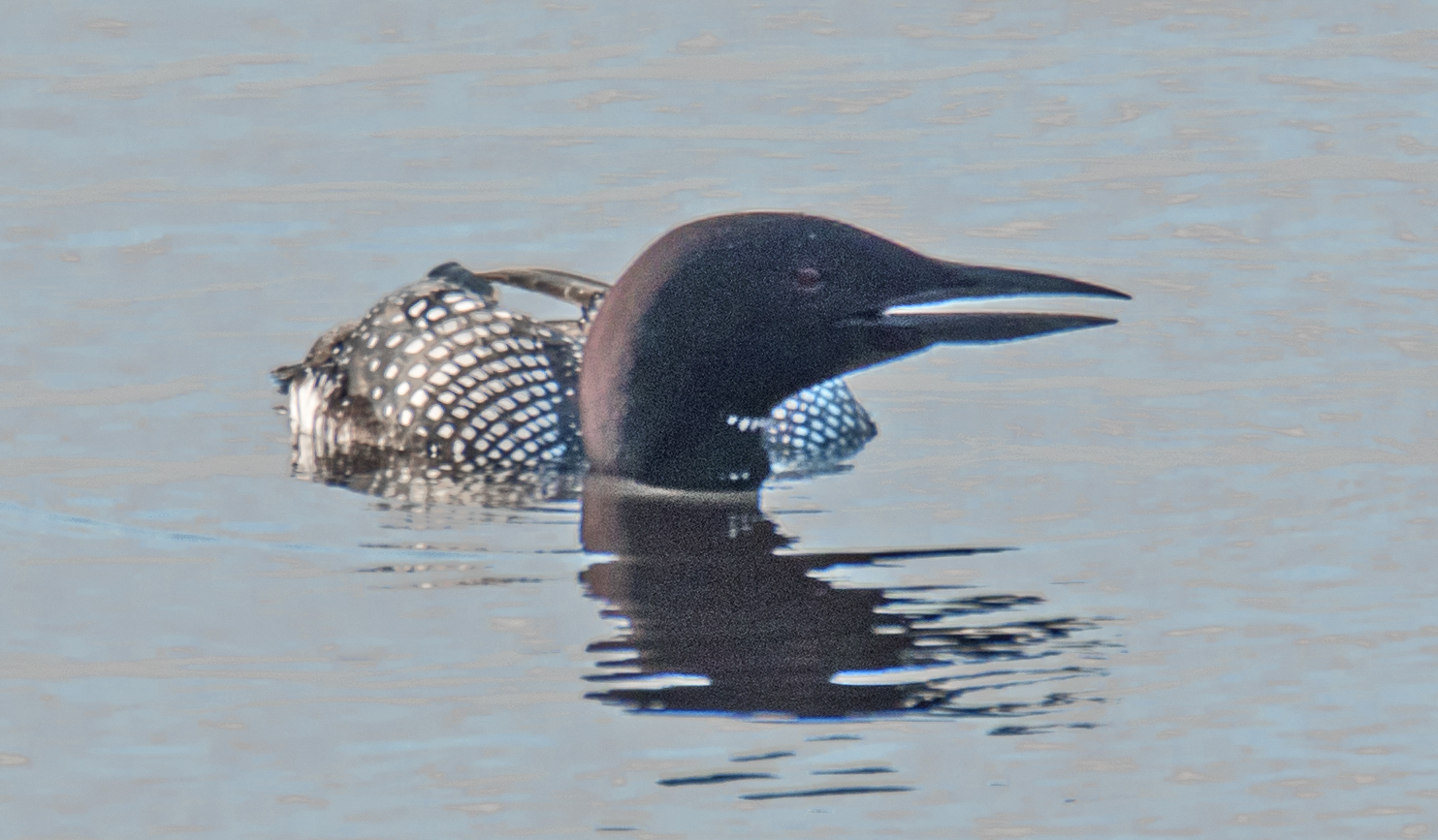 loon