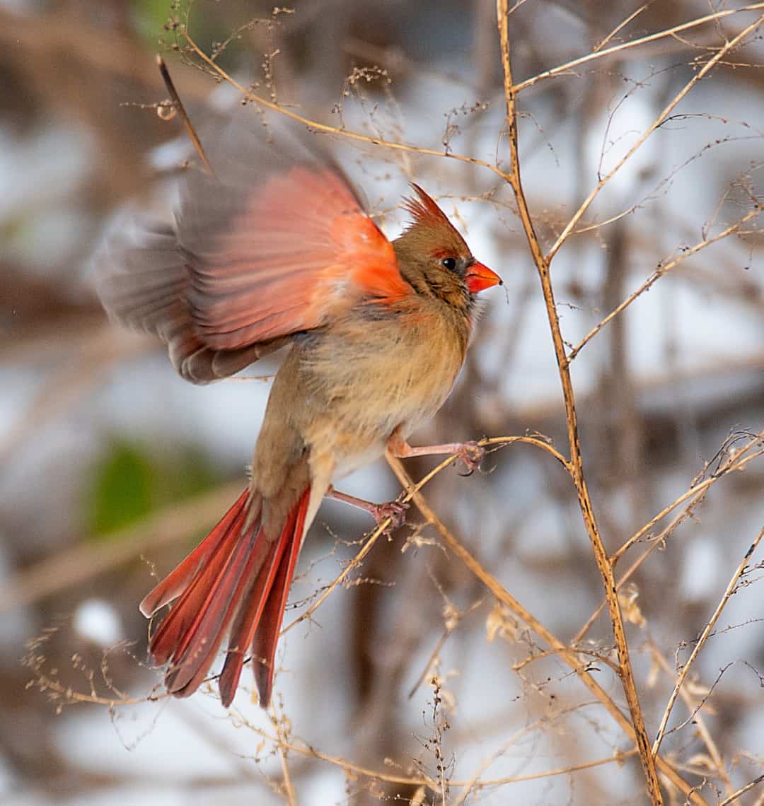 bird