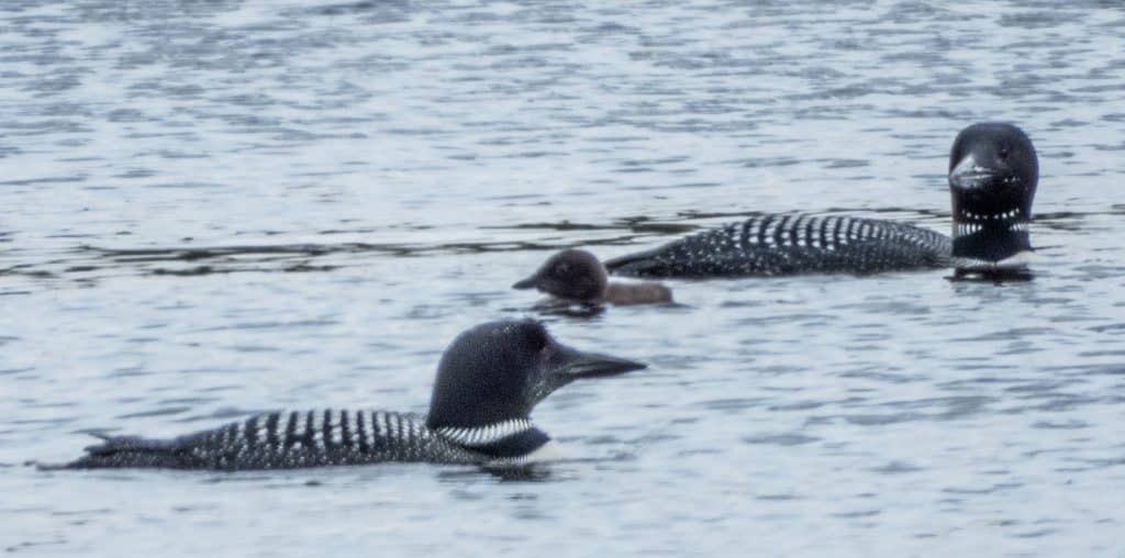 swimming loons