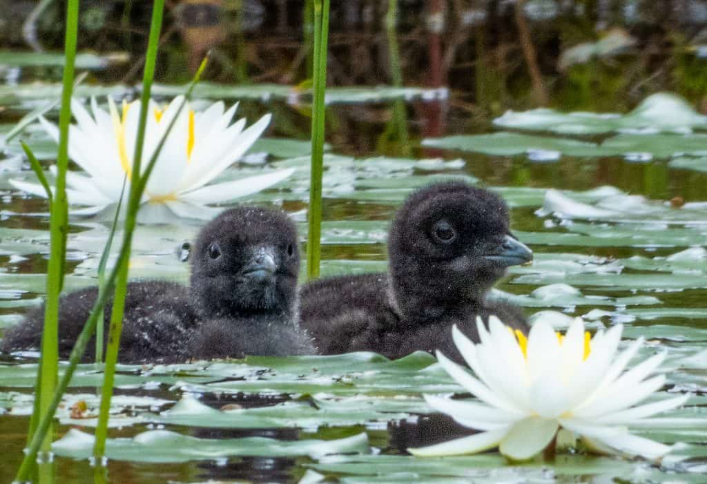 chick loons