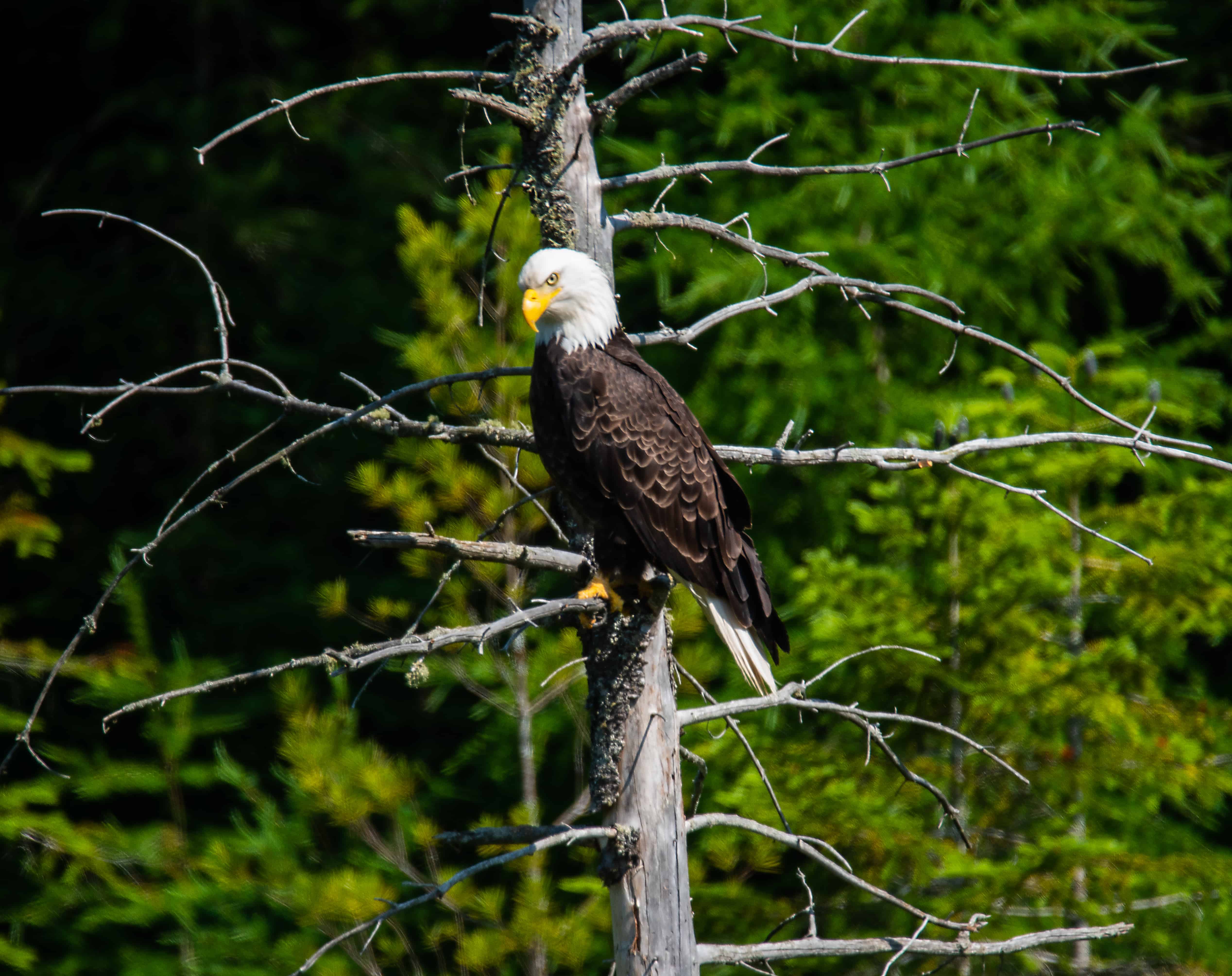 eagle