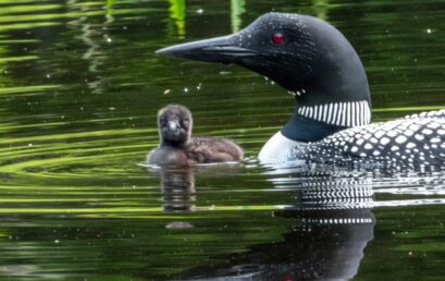 Adirondack Chronicles 2019.5: The Circle of Life