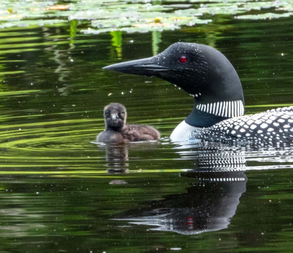 baby loon and mom
