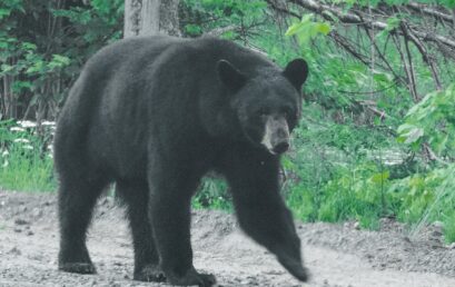 Adirondack Chronicles 2019.6: Bears and Birds
