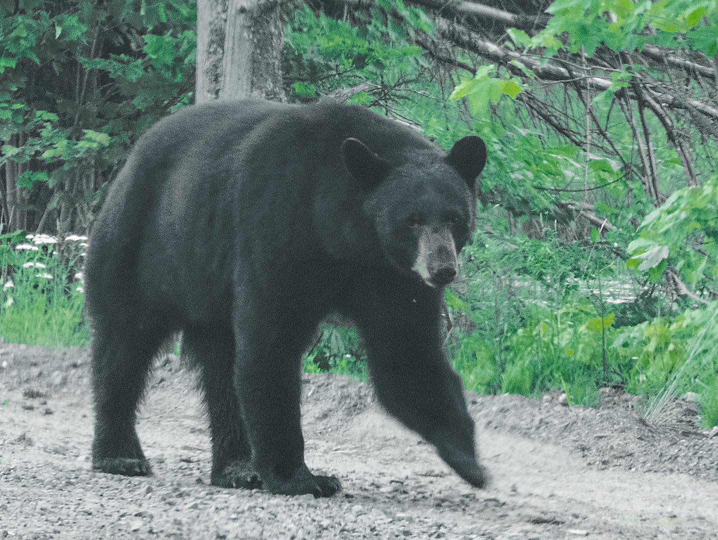 Adirondack Chronicles 2019.6: Bears and Birds