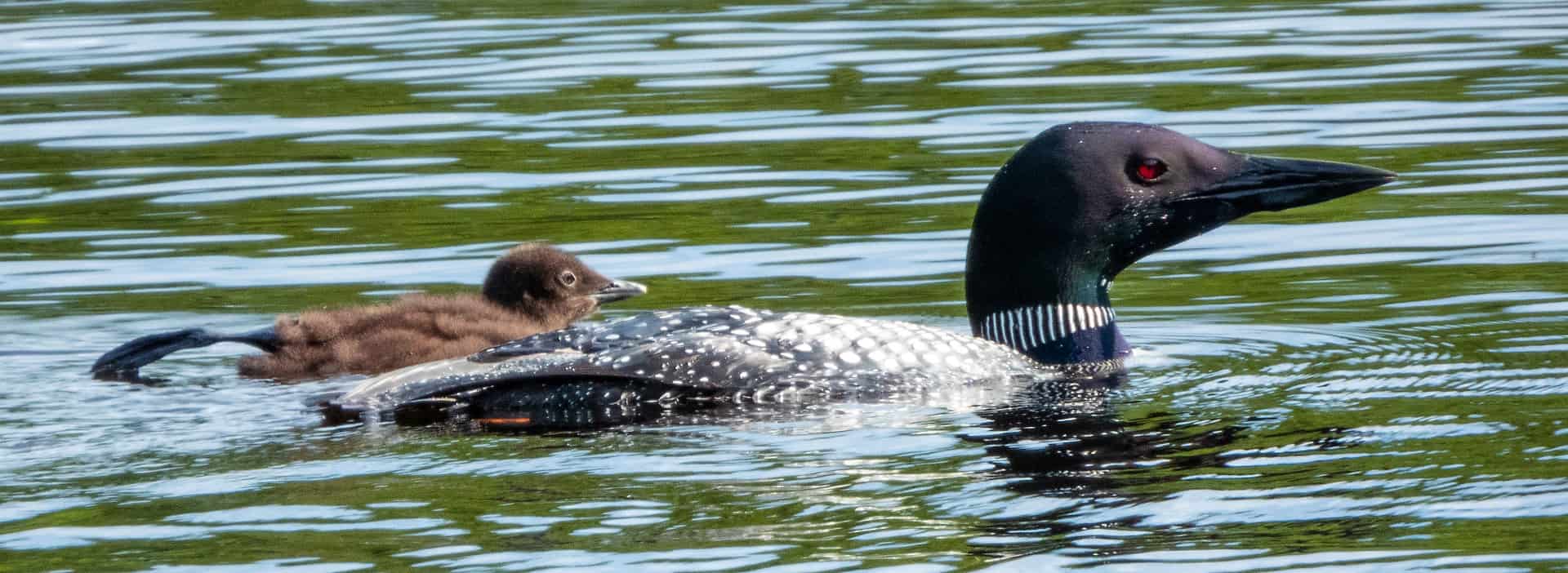 swimming loons