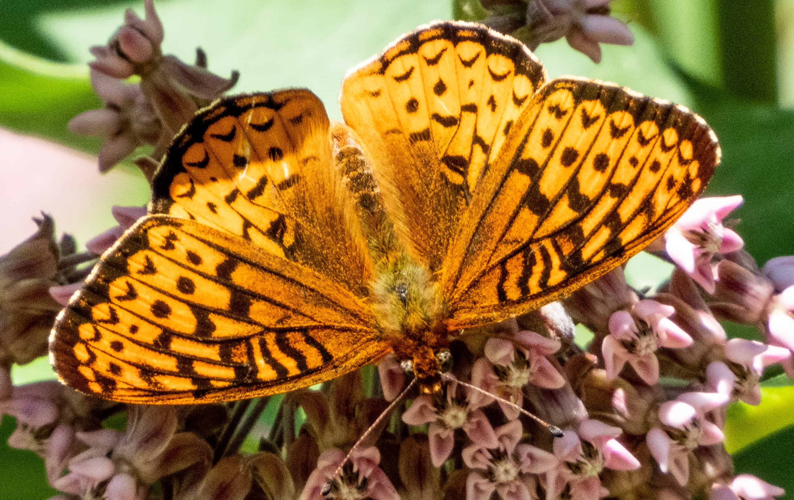 butterfly