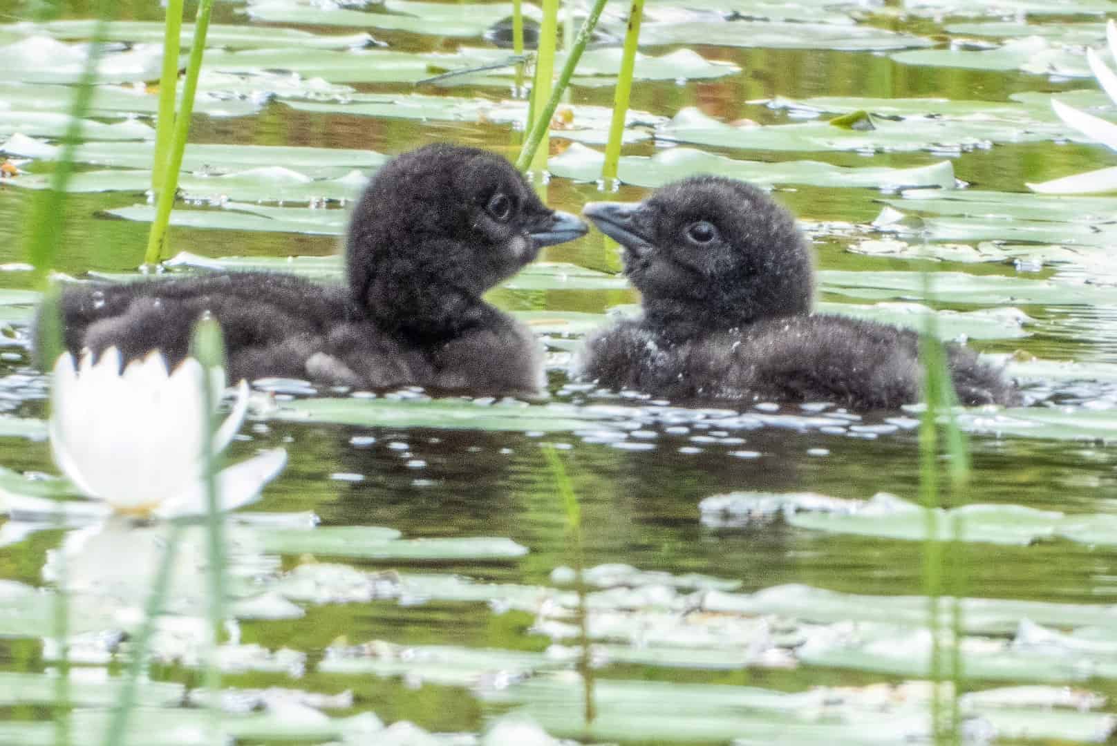 chick loons
