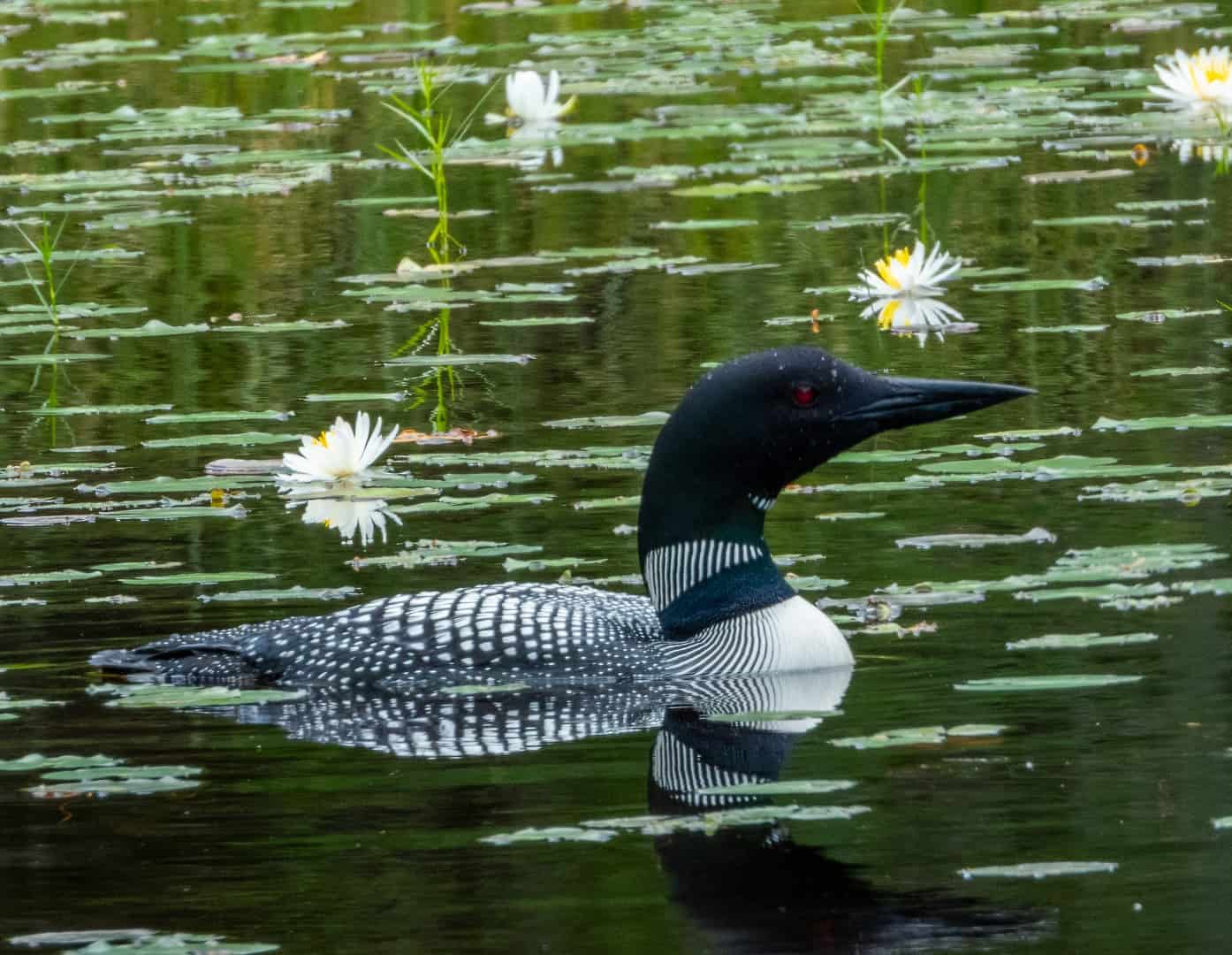 loon