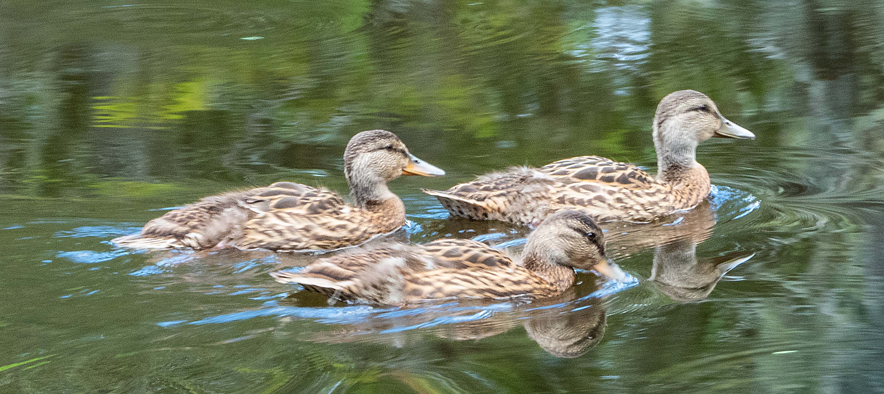 ducks