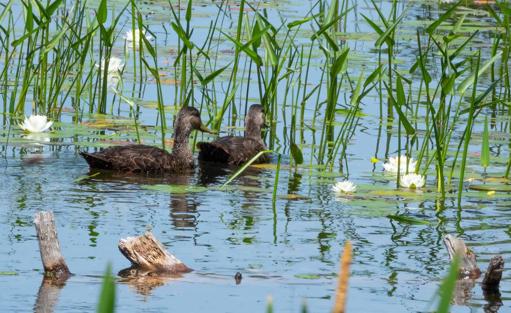 ducks