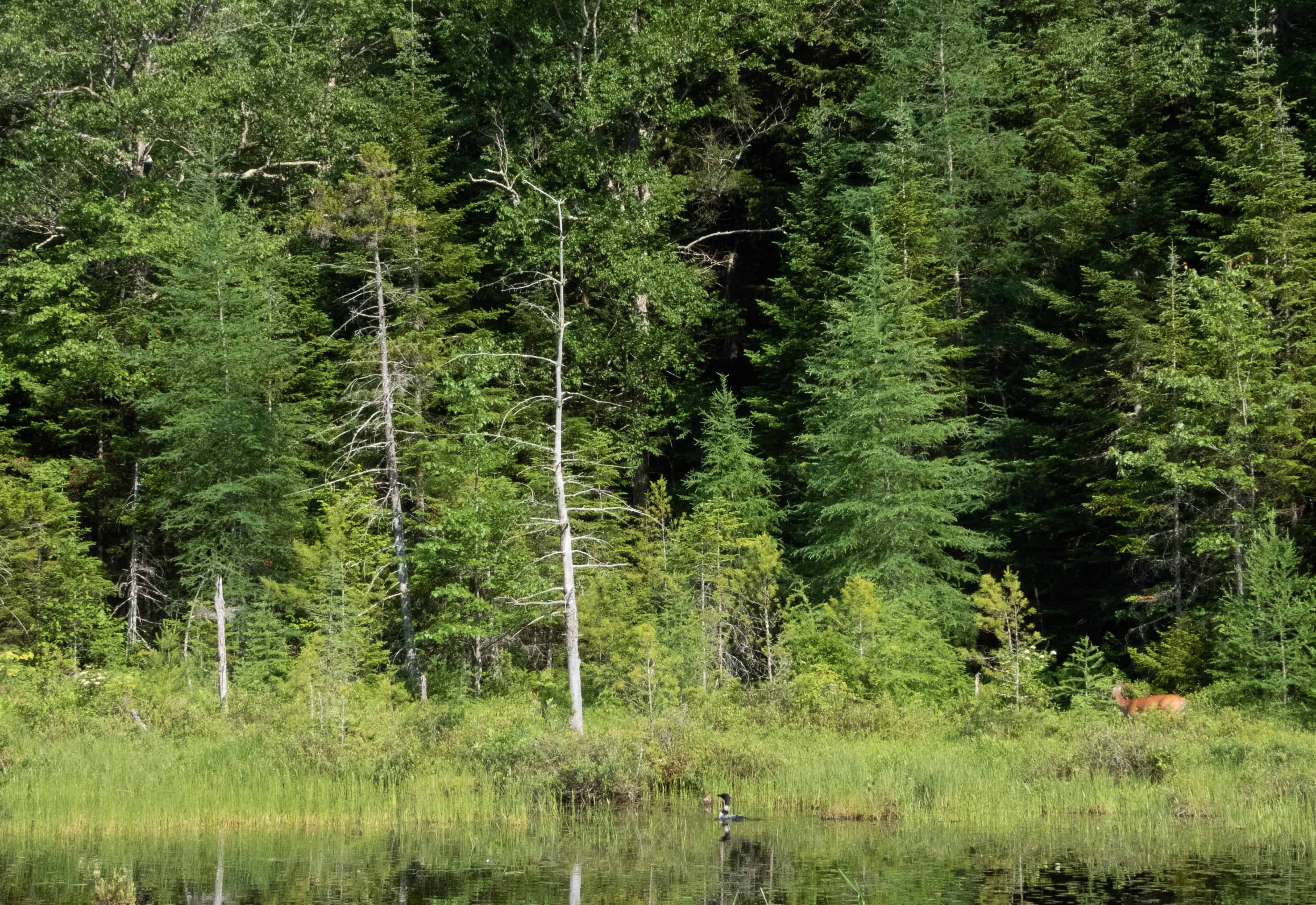 eagle, loon and deer