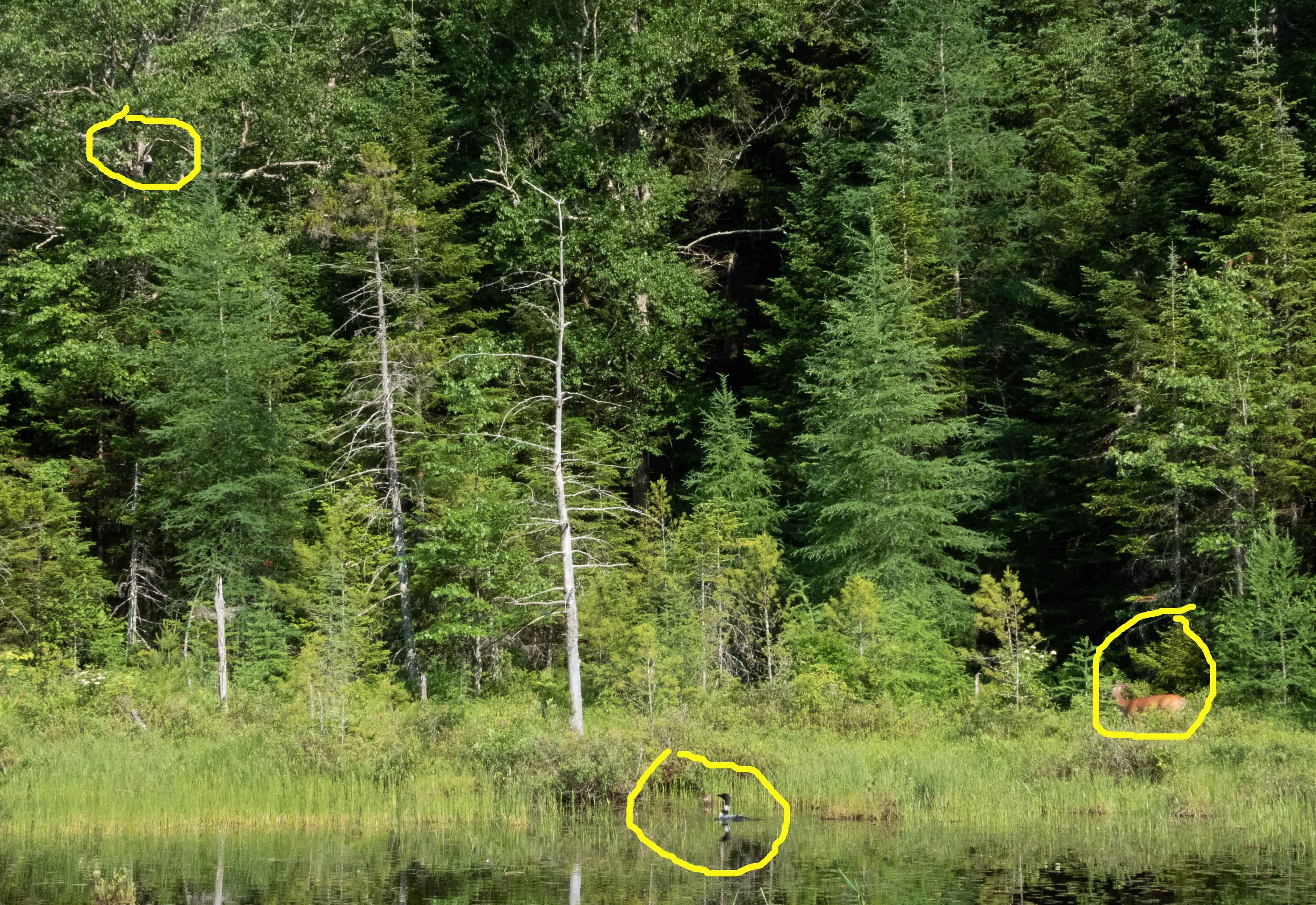eagle, loon and deer