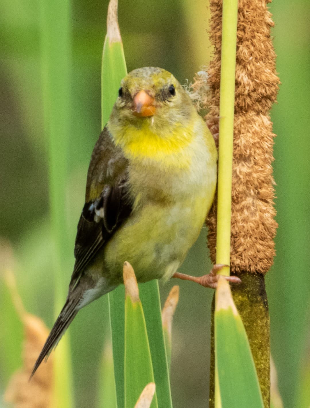 bird