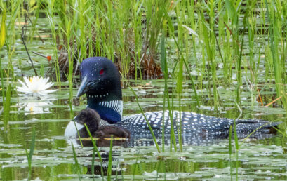 Adirondack Chronicles 2019.8: Until Next Year!