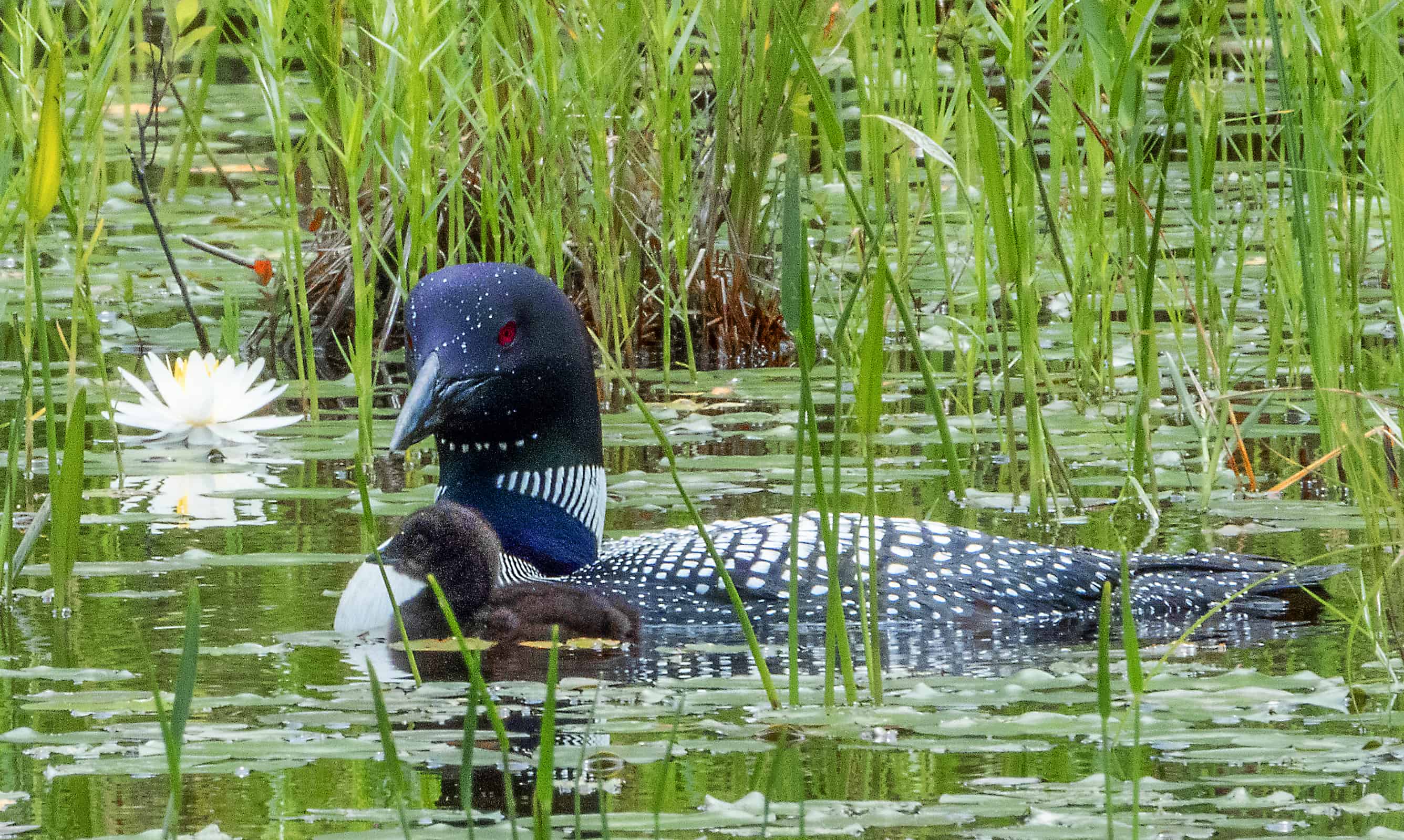 loon
